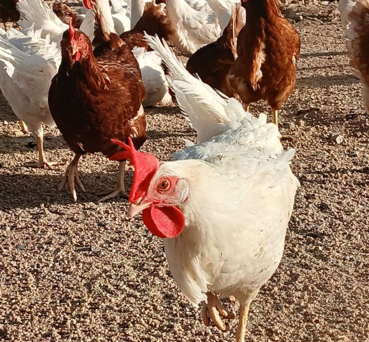 Gallinas
