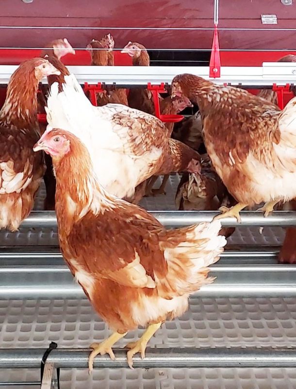 gallinas